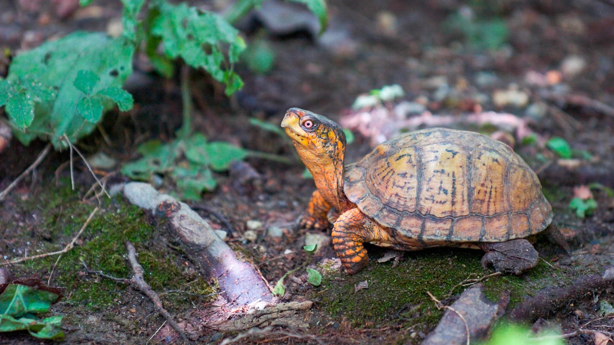 maryland-native-species-the-maryland-zoo