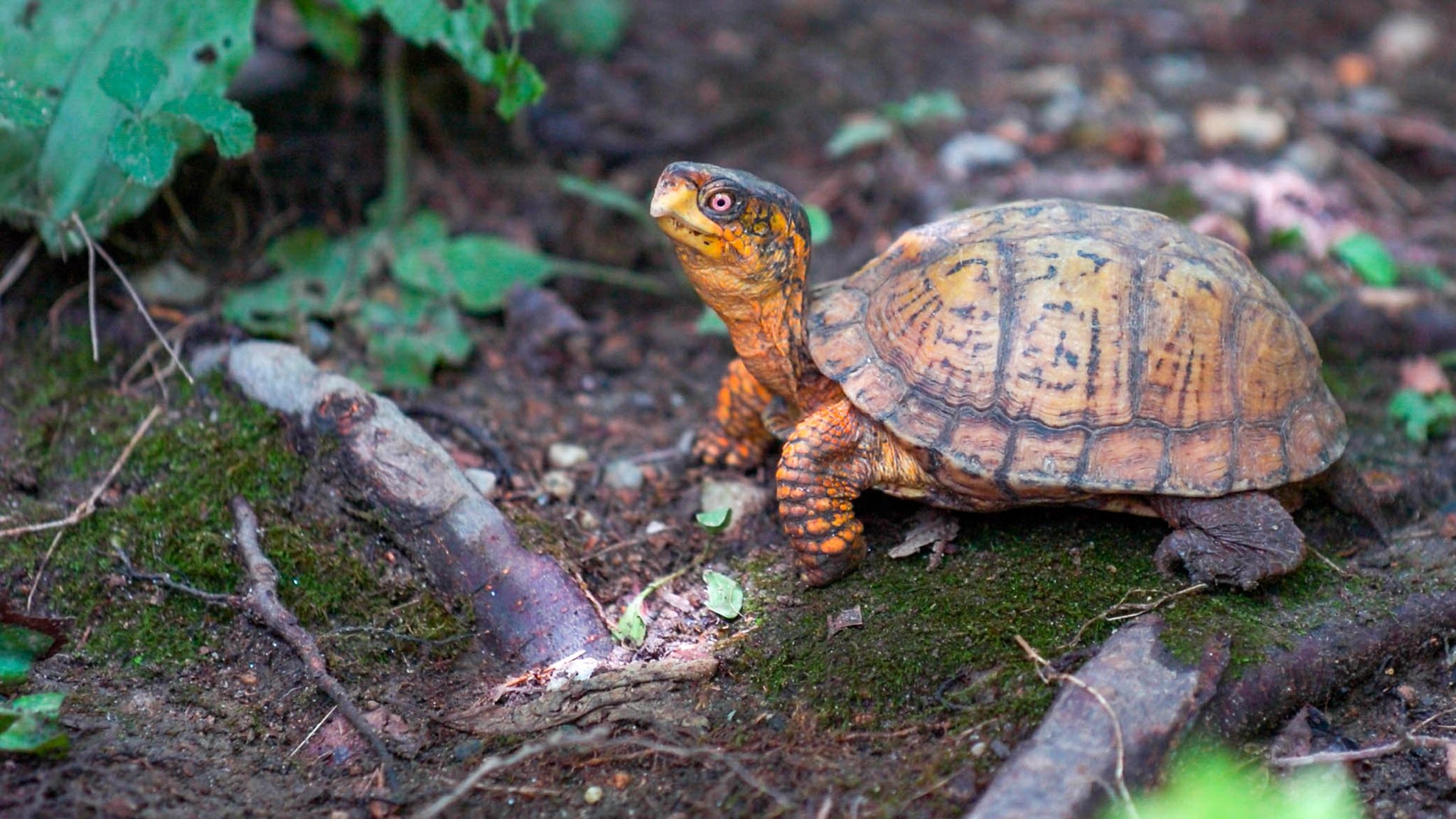 Maryland Native Species | The Maryland Zoo Maryland Native Species | The Maryland Zoo