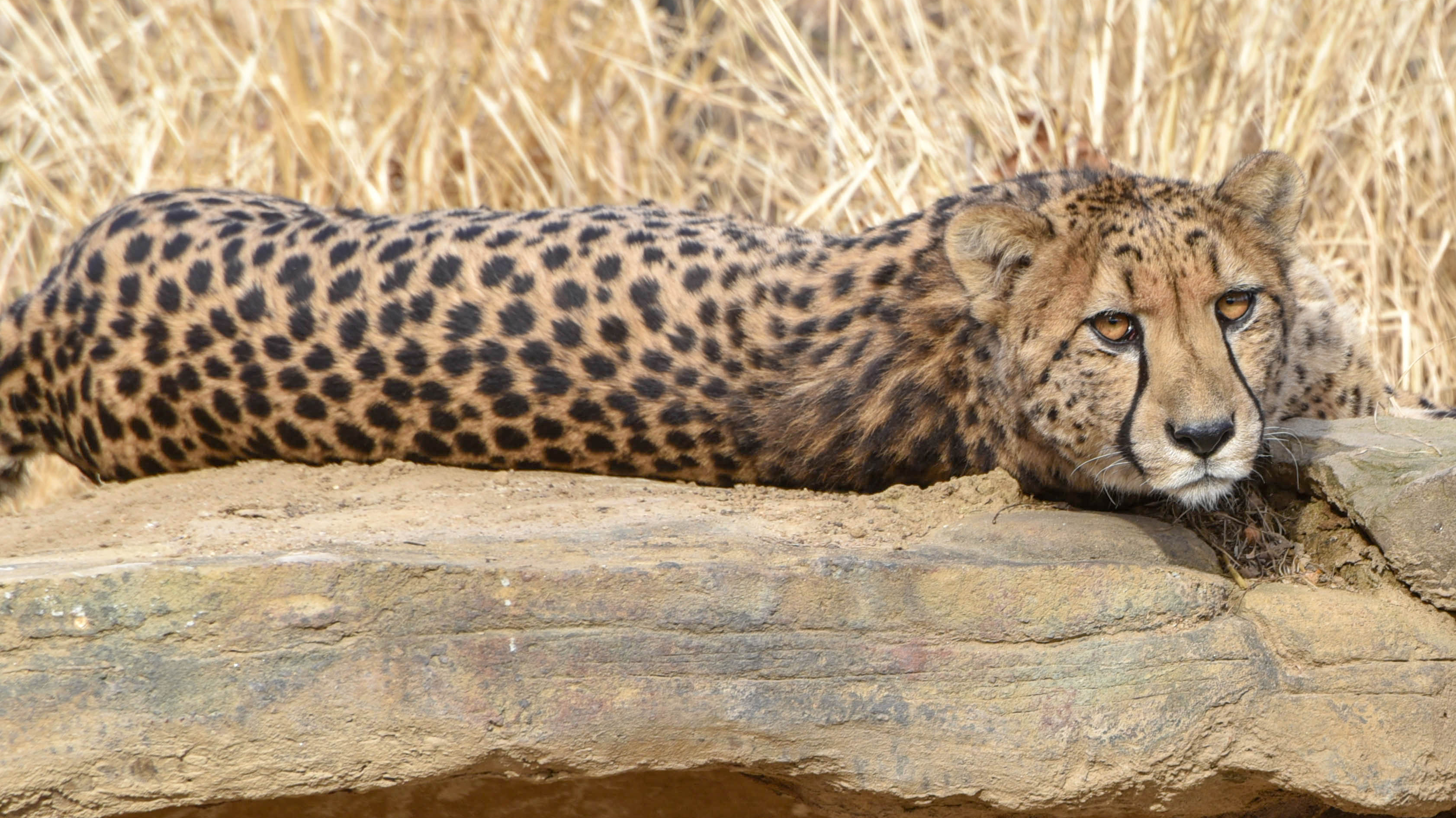 cheetah