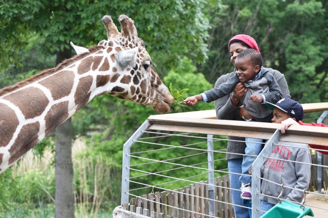 Family feeding giraffe