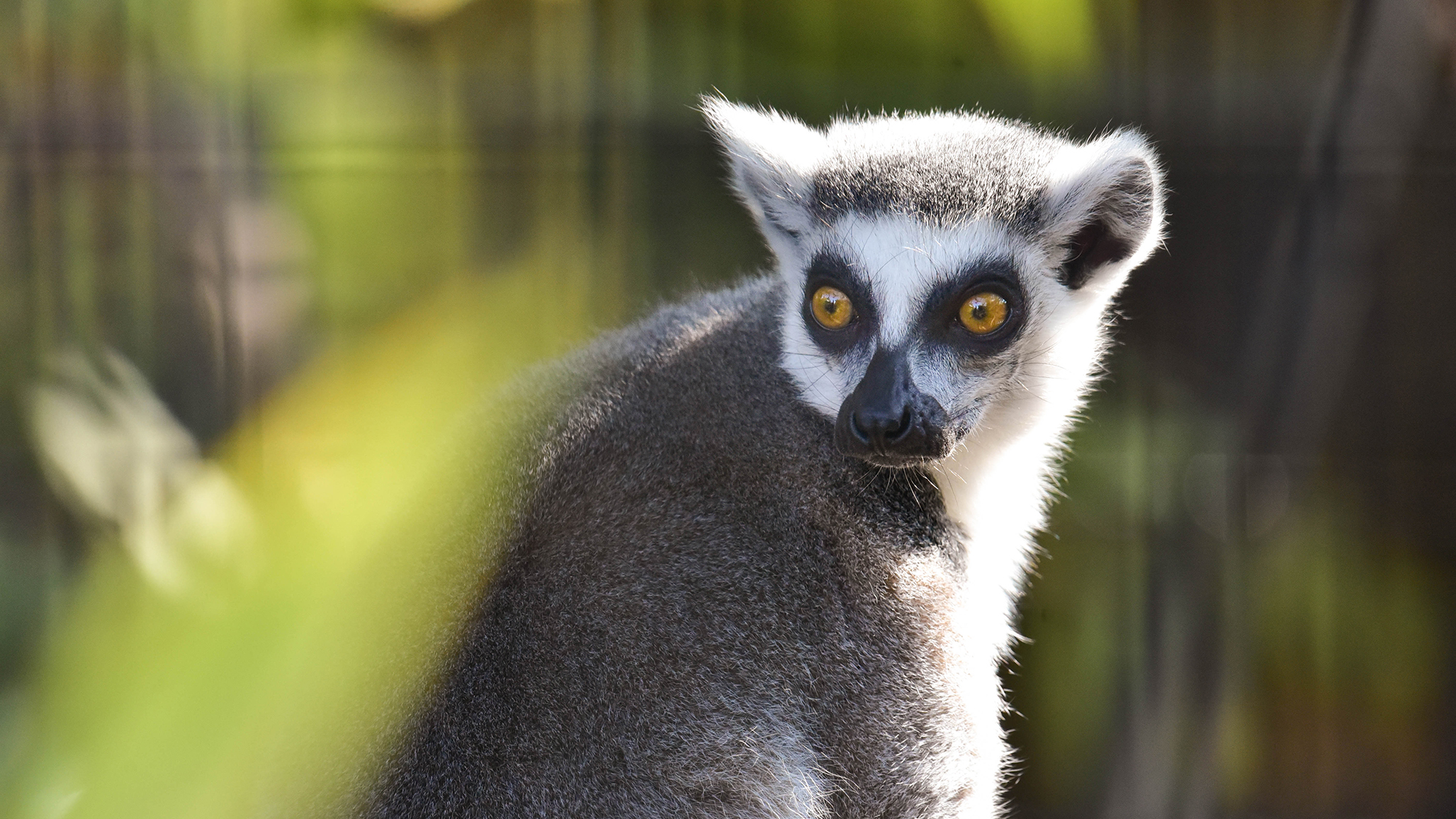 Meet The Animals | The Maryland Zoo