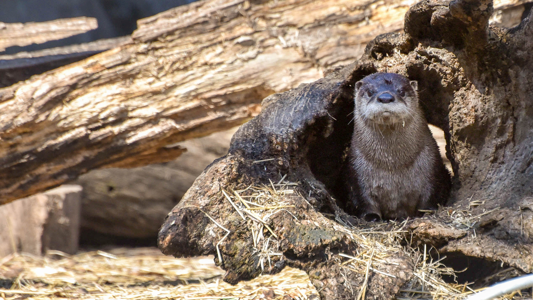 otter