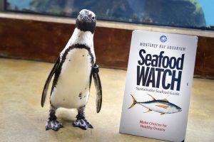 penguin standing next to Seafood Watch sign