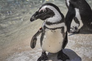 african penguin