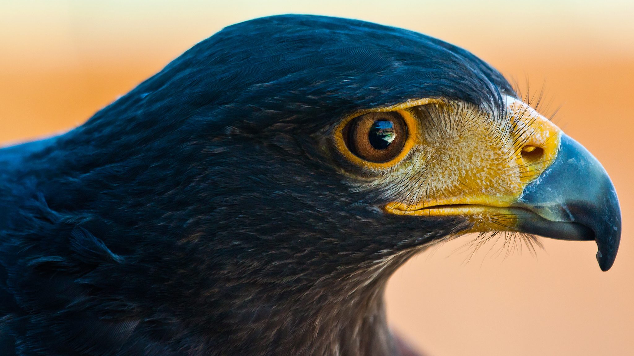 close up of hawk head