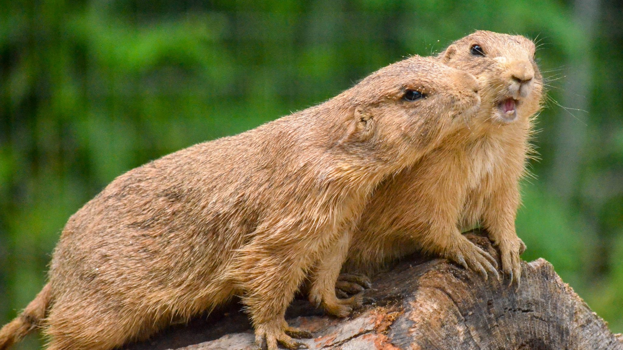 prairie dogs