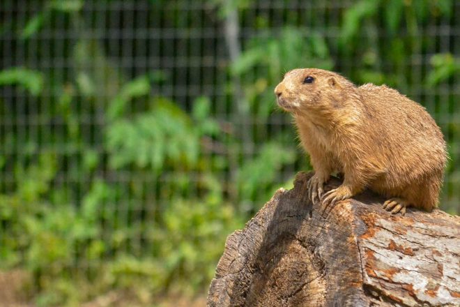 prairie dog on log