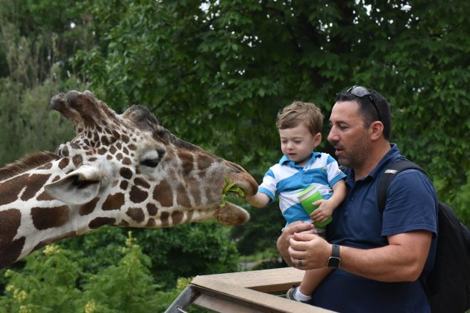 kid feeding giraffe