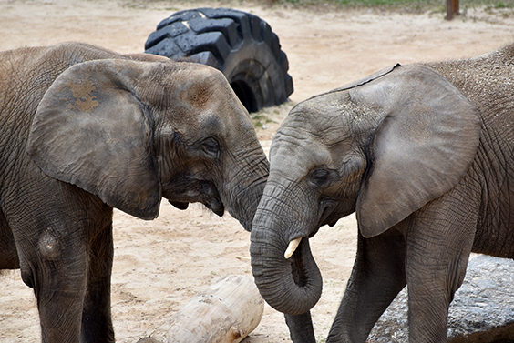 two elephants standing face to face