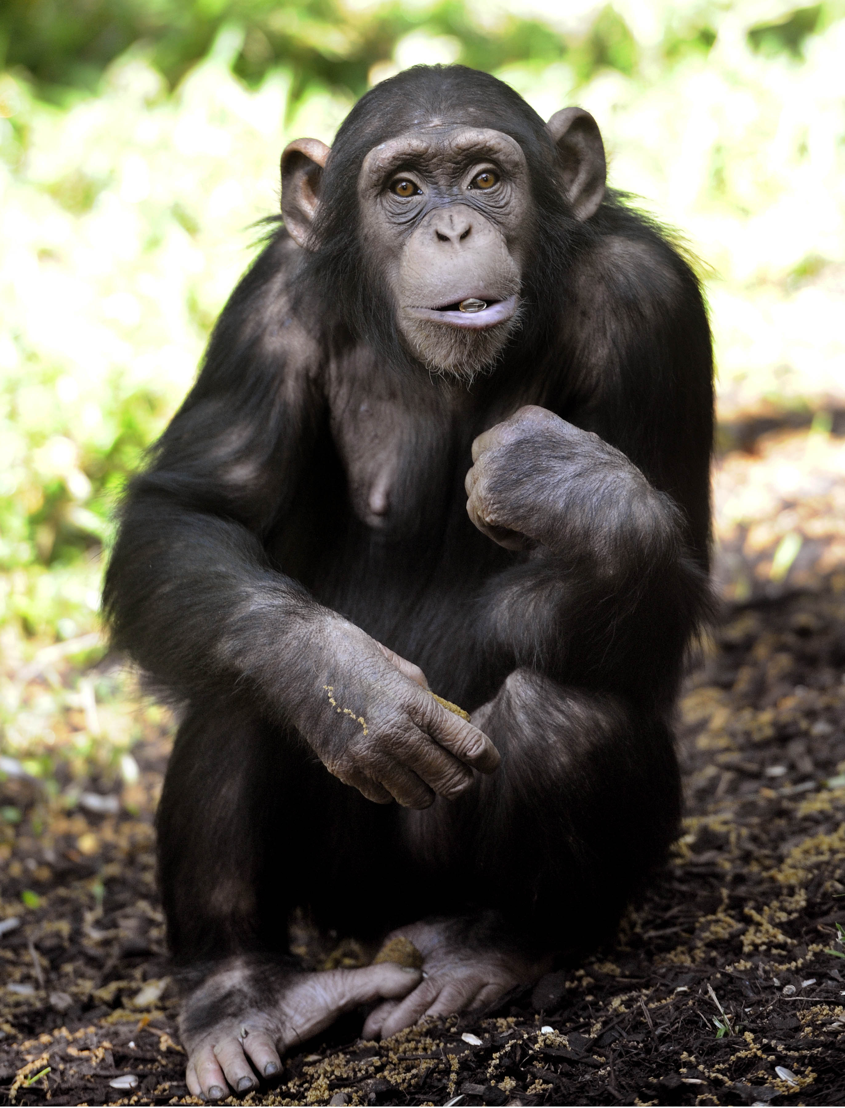 Changes Ahead for Maryland Zoo Chimpanzee Troop | The Maryland Zoo