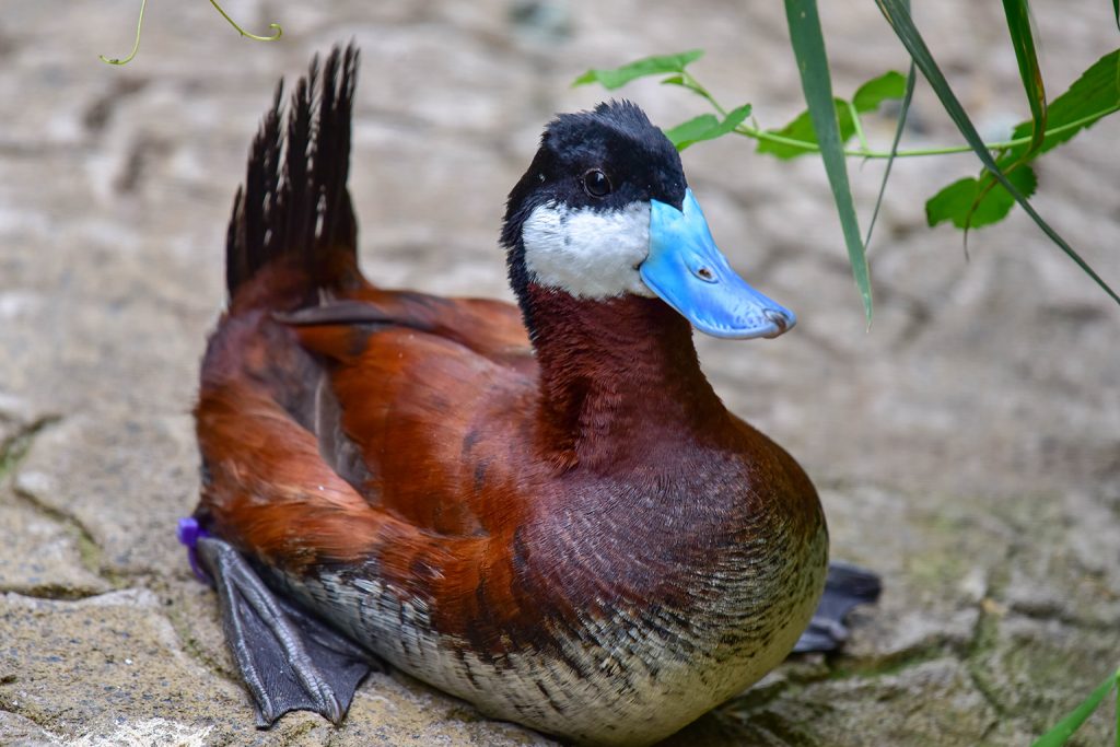 ruddy duck with bright blue beak