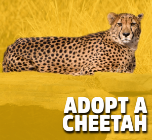 adopt a cheetah