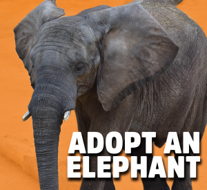 adopt an elephant