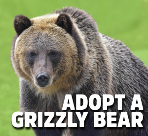 adopt a grizzly bear