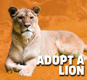 adopt a lion