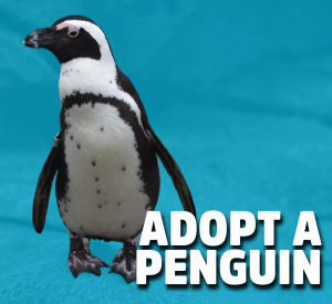 adopt a penguin