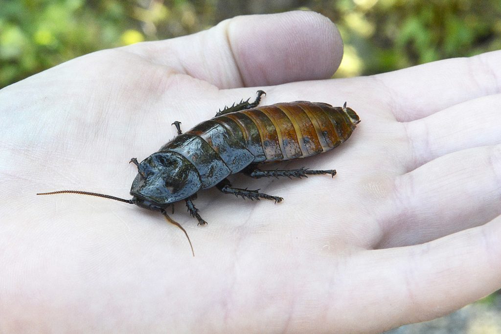 cockroach sitting on palm of hand background