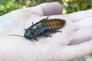 cockroach sitting on palm of hand
