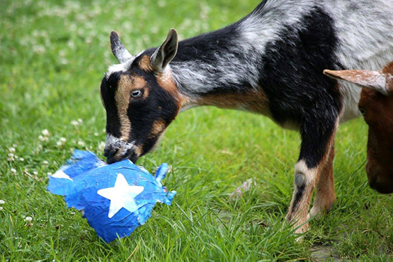 Goat Enrichment