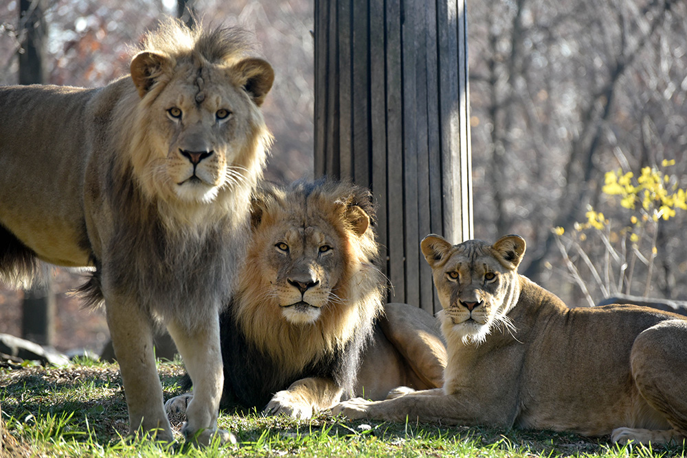 Maryland Zoo Lion Pride to Temporarily Move | The Maryland Zoo