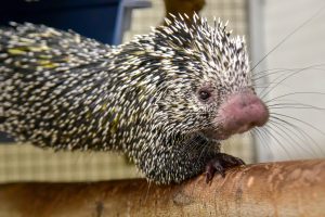 porcupine
