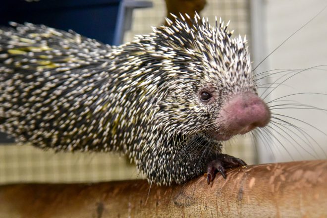 porcupine