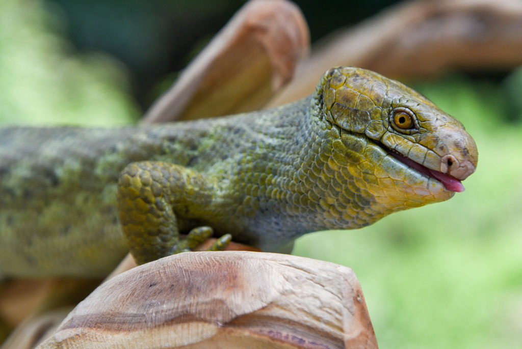 prehensile tailed skink sitting on a branch background