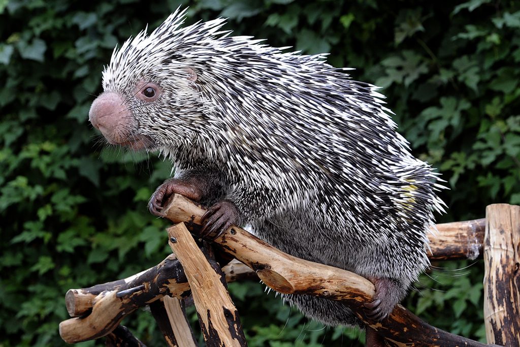 prehensile_porcupine-1024x683.jpg