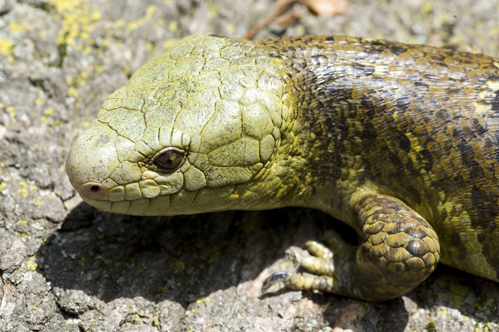 skink