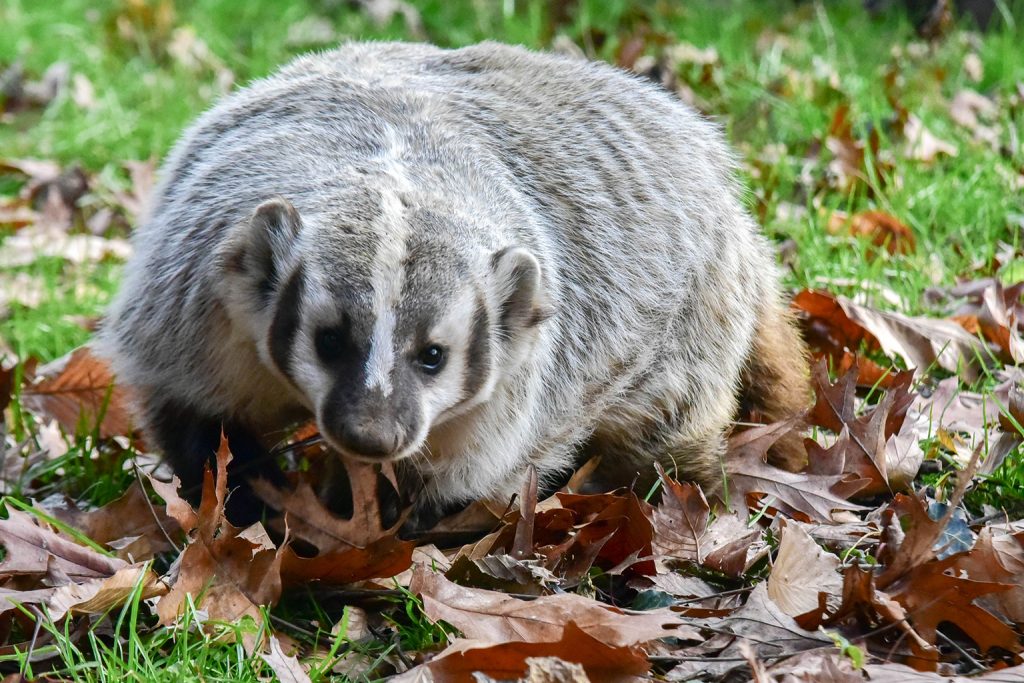 badger in the grass background