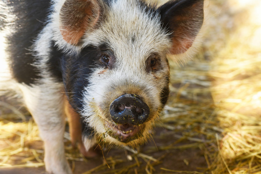 kunekune pig background