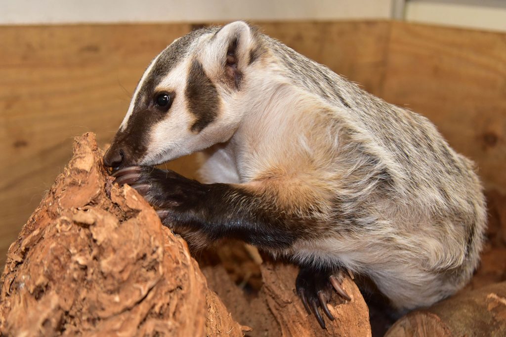 American Badger | The Maryland Zoo