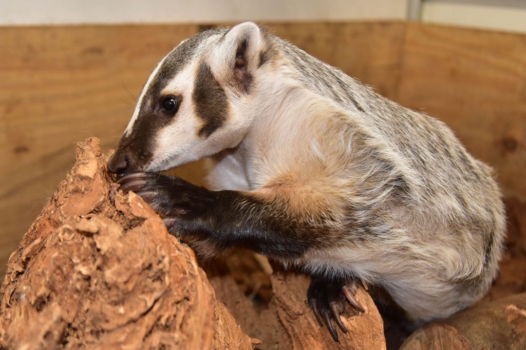 american badger