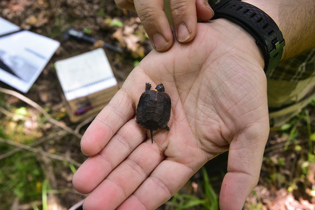 Bog Turtles [Book]