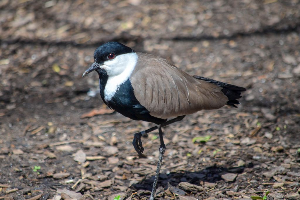 spurwing lapwing bird standing background