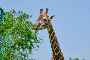 giraffe eating leaves