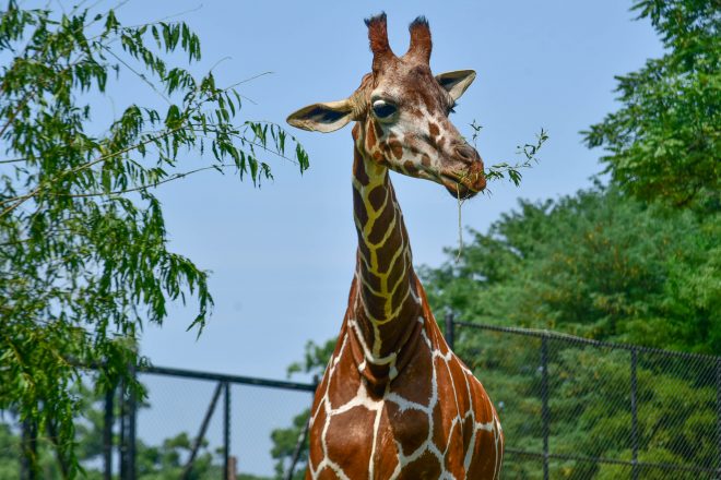 giraffe eating leaves