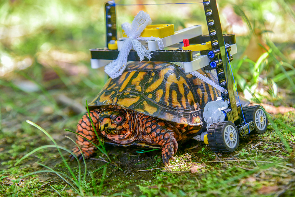 Symposium disharmoni sur Injured Turtle at The Maryland Zoo Fitted With Customized LEGO® Wheelchair