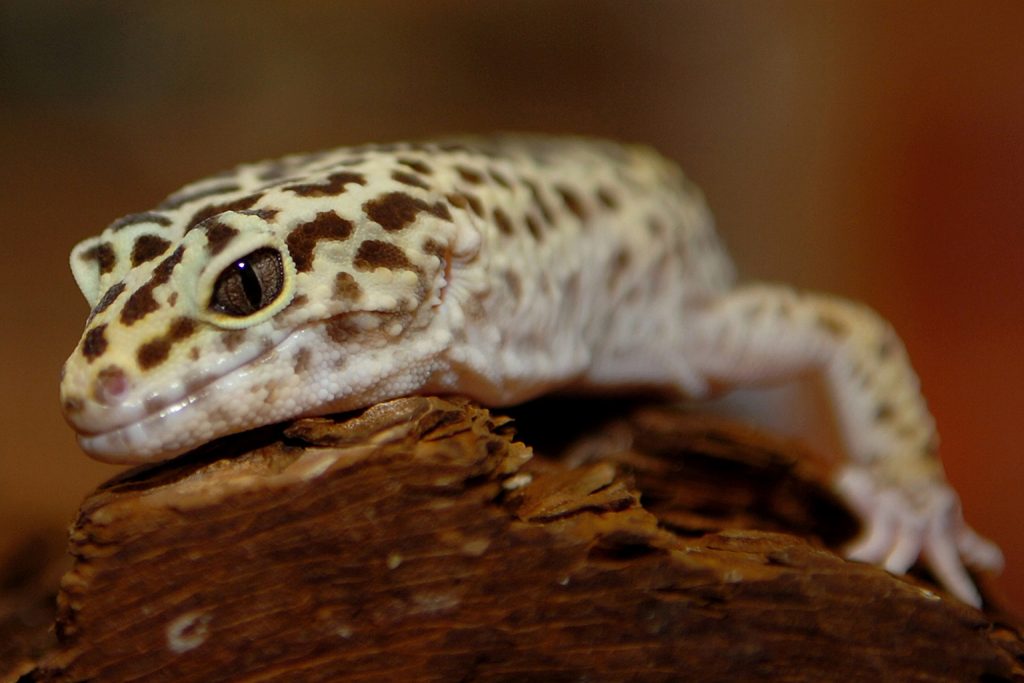 Do Geckos Have Eyelids?