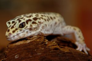eyelid gecko