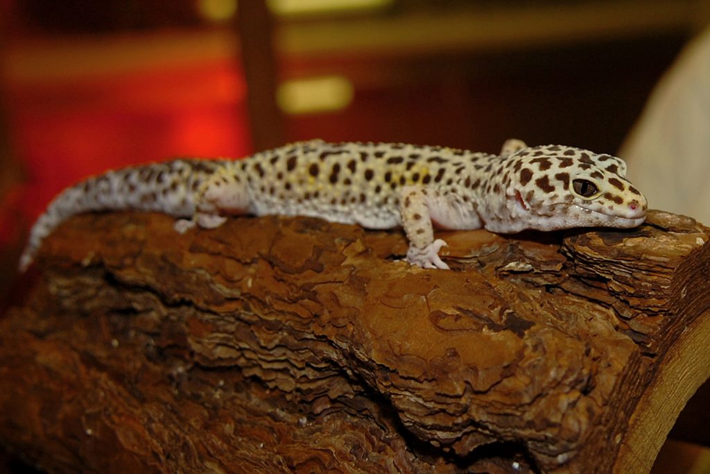 eyelid gecko