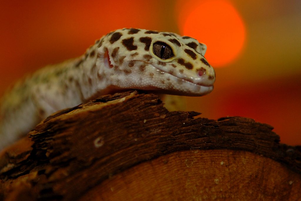 eyelid gecko