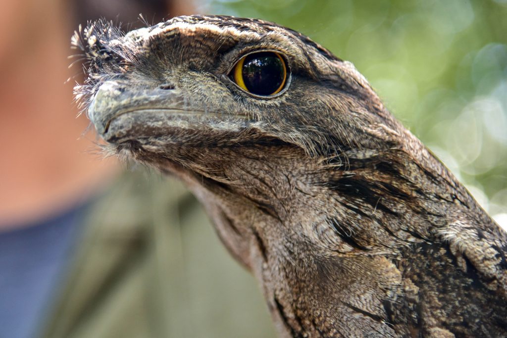 frog mouth bird background