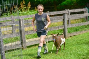 girl walking a goat on a leash