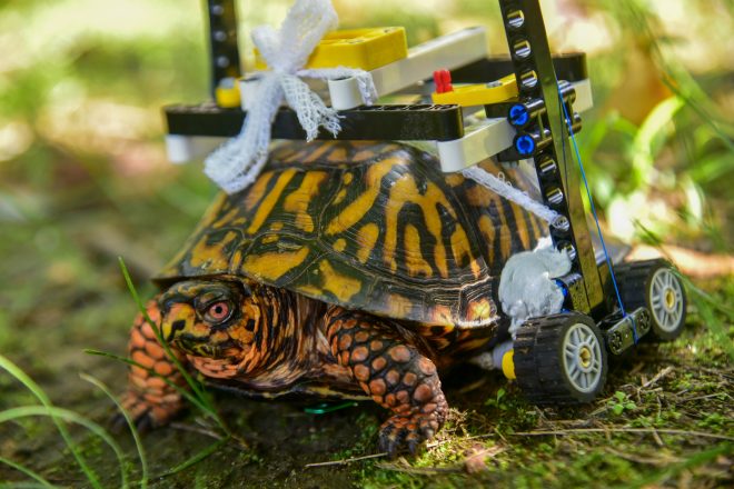 turtle with lego wheelchair