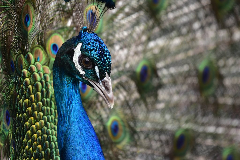 peacock with feathers spread