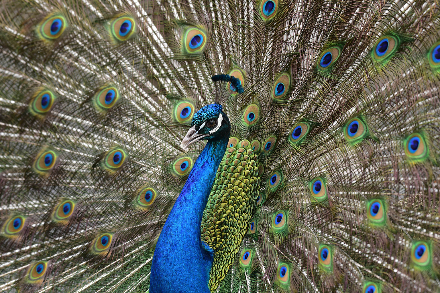 Indian Peafowl The Maryland Zoo