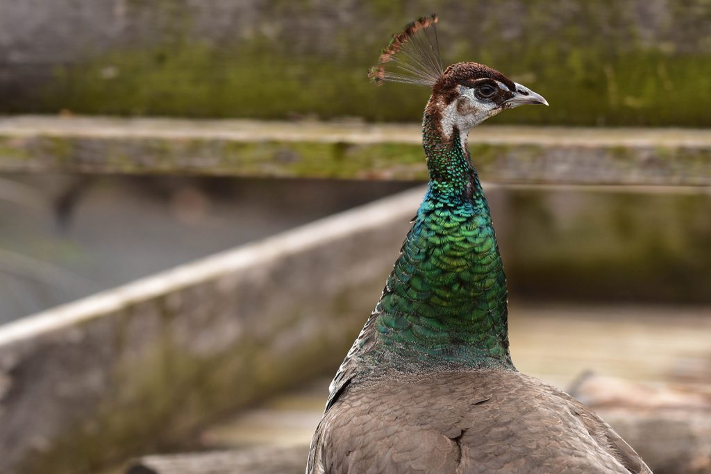 female peafowl