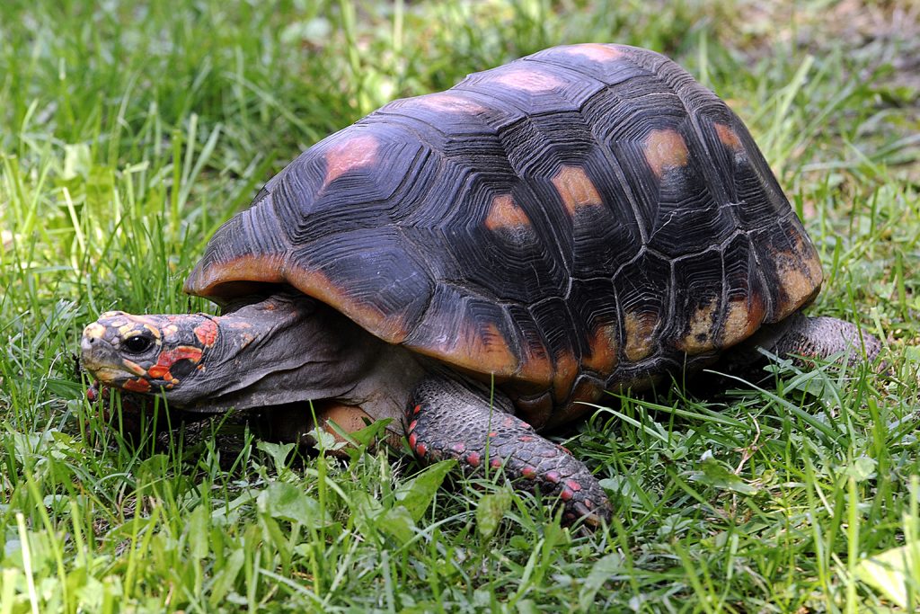 redfoot tortoise background