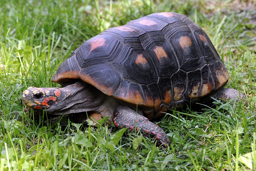 Red Footed Tortoise The Maryland Zoo